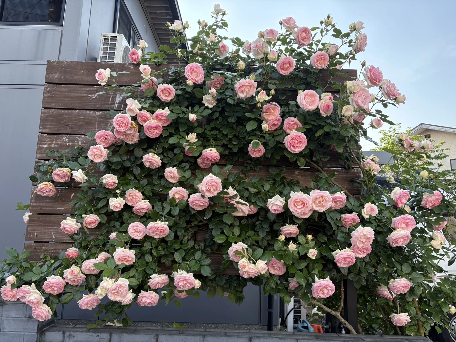 果実とハーブと花 掲載写真